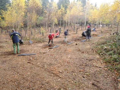 Plantation de 2300 arbres